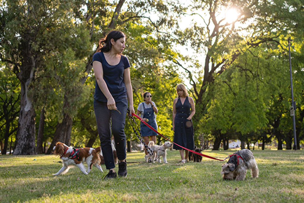 Dogs at park