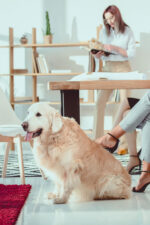 Dog sitting in work place
