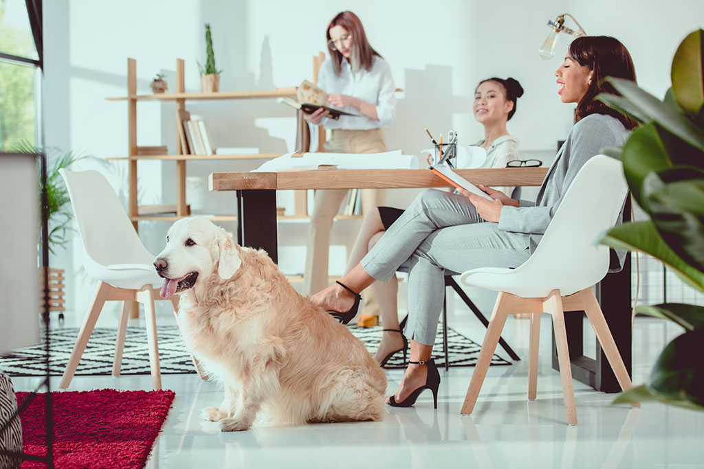 Dog sitting in work place