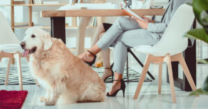 Dog sitting in work place